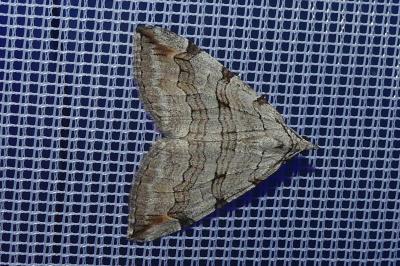 <i>Aplocera efformata/plagiata</i>