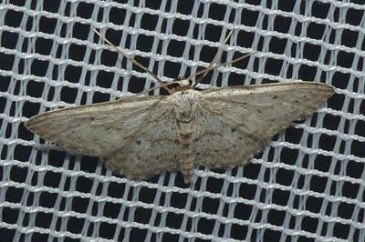 <i>Idaea seriata</i>