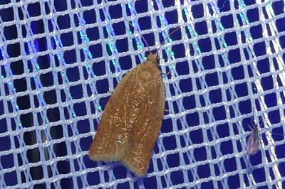 <i>Clepsis consimilana</i>