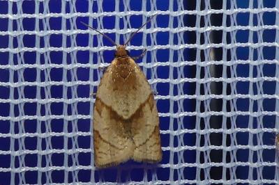 <i>Clepsis rurinana</i>