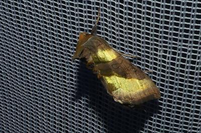 <i>Diachrysia chrysitis</i>