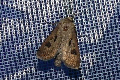 <i>Agrotis exclamationis</i>