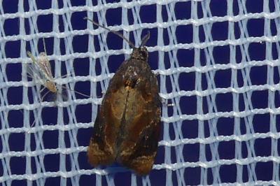 <i>Ditula angustiorana</i>