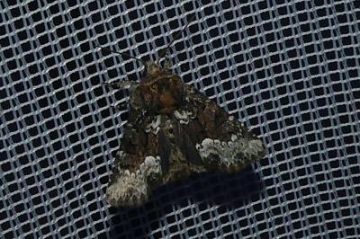 <i>Oligia</i>