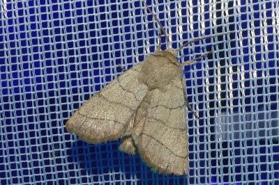 <i>Charanyca trigrammica</i>