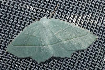 <i>Campaea margaritaria</i>