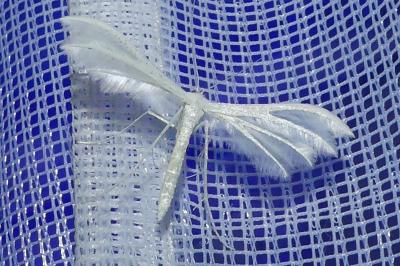 <i>Pterophorus pentadactylus</i>