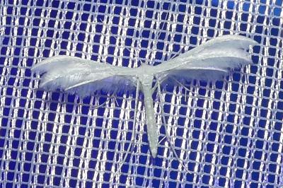 <i>Pterophorus pentadactylus</i>