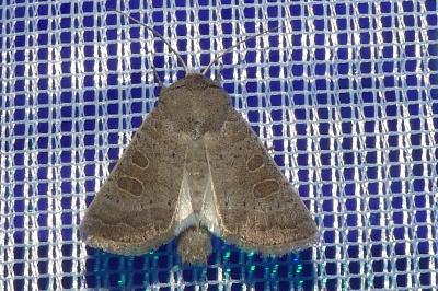 <i>Hoplodrina ambigua</i>