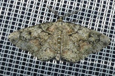 <i>Cleorodes lichenaria</i>