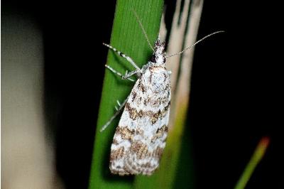 Scoparia pyralella