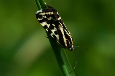 <i>Emmelia trabealis</i>