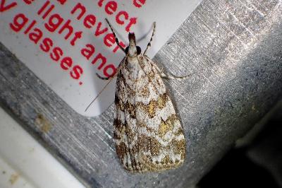 <i>Scoparia pyralella</i>