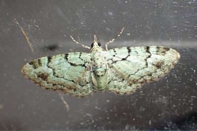 <i>Pasiphila rectangulata</i>
