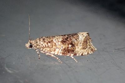 <i>Celypha lacunana</i>