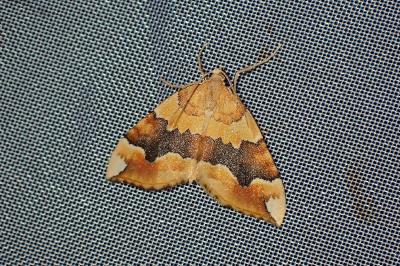 Cidaria fulvata