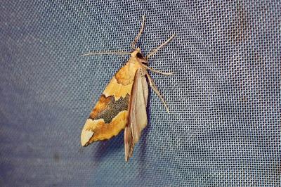 <i>Cidaria fulvata</i>