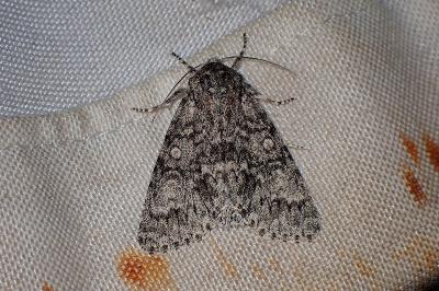 <i>Acronicta megacephala</i>