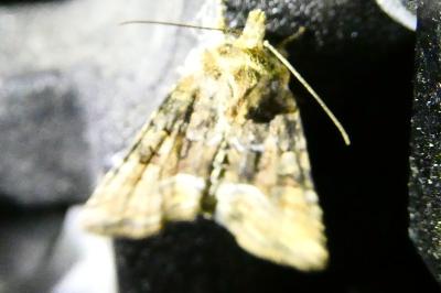 <i>Oligia</i>
