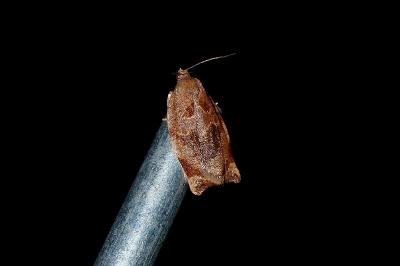 <i>Archips xylosteana</i>