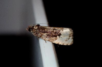 <i>Hedya</i>