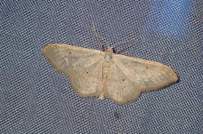 <i>Idaea straminata</i>