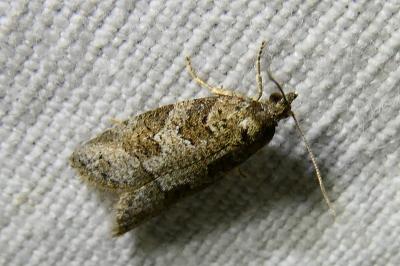 <i>Cnephasia</i>