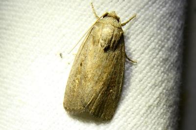 <i>Proxenus hospes</i>