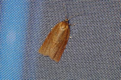 <i>Aphelia viburnana</i>