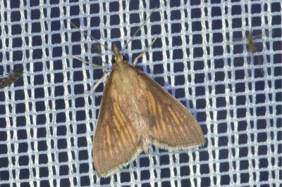 Nascia cilialis