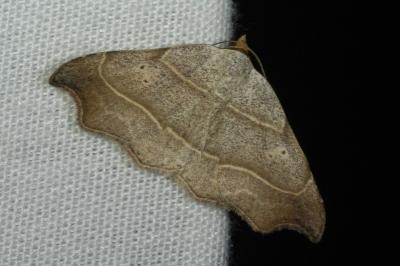 Laspeyria flexula