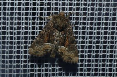 <i>Oligia</i>