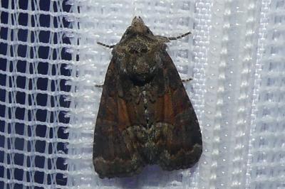 <i>Oligia</i>