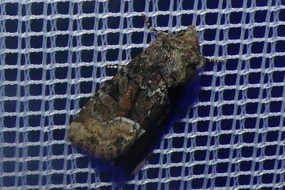 <i>Oligia</i>