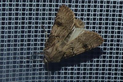 <i>Agrotis puta</i>