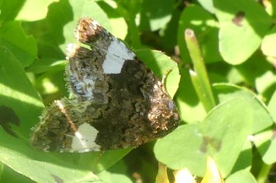 <i>Tyta luctuosa</i>