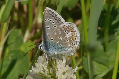 <i>Polyommatus icarus</i>