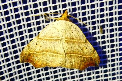 <i>Laspeyria flexula</i>