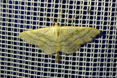 <i>Scopula floslactata</i>