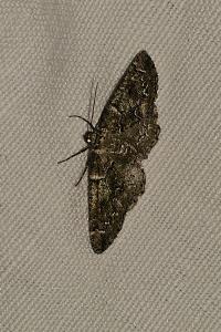 <i>Cleorodes lichenaria</i>