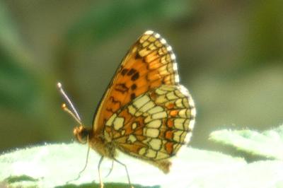 <i>Melitaea athalia</i>
