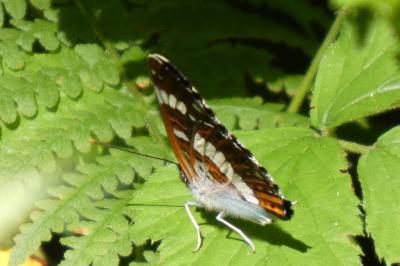 <i>Limenitis camilla</i>