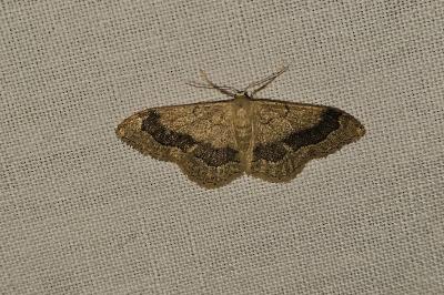 <i>Idaea aversata</i>
