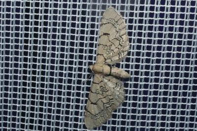 <i>Eupithecia venosata</i>