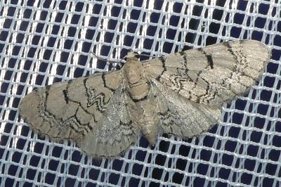 <i>Eupithecia venosata</i>