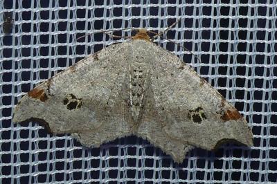 <i>Macaria alternata</i>