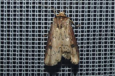 <i>Axylia putris</i>