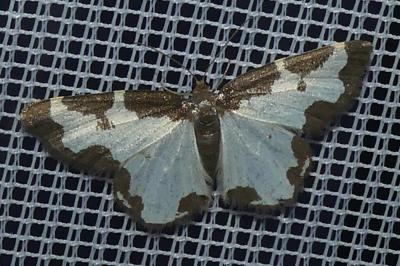 <i>Lomaspilis marginata</i>
