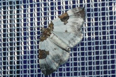 <i>Plemyria rubiginata</i>