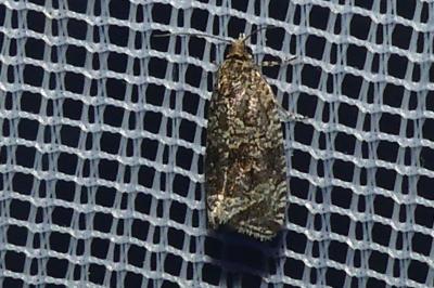 <i>Celypha lacunana</i>
